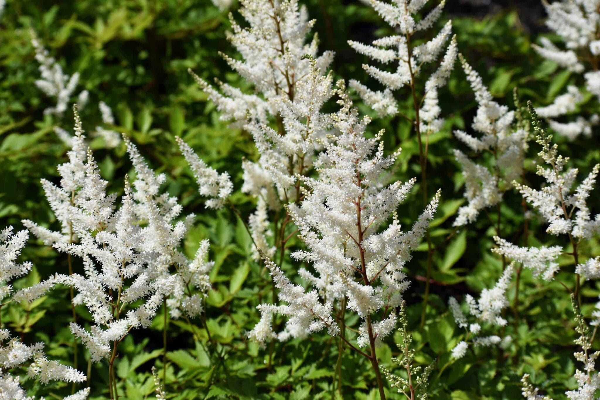 Astilbe Brautschleier