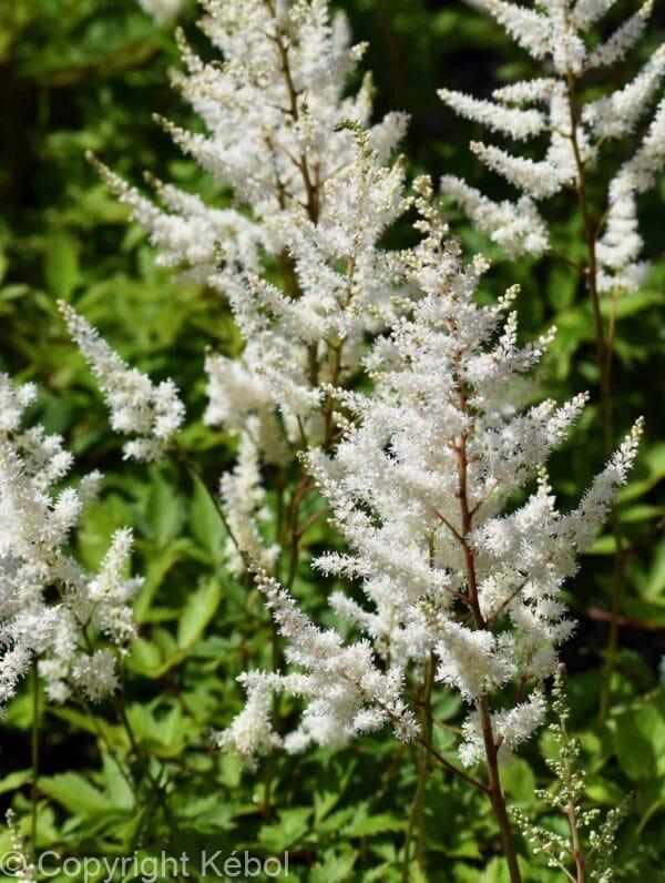 Astilbe Brautschleier