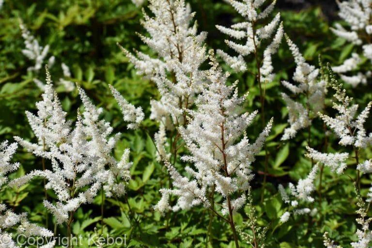 Astilbe Brautschleier