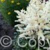 Astilbe Cappuccino