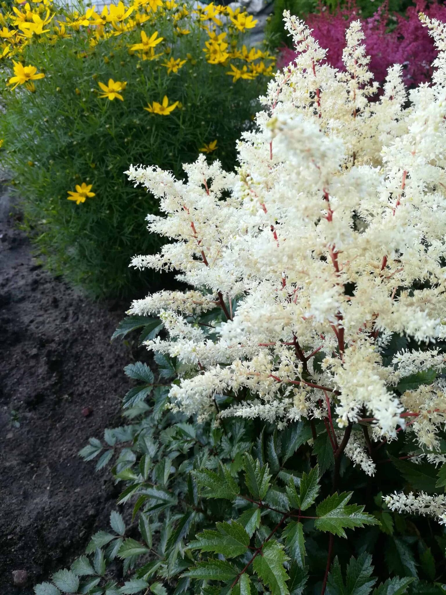 Astilbe Cappuccino