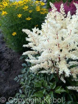 Astilbe Cappuccino - bag