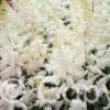 Astilbe Close Harmony