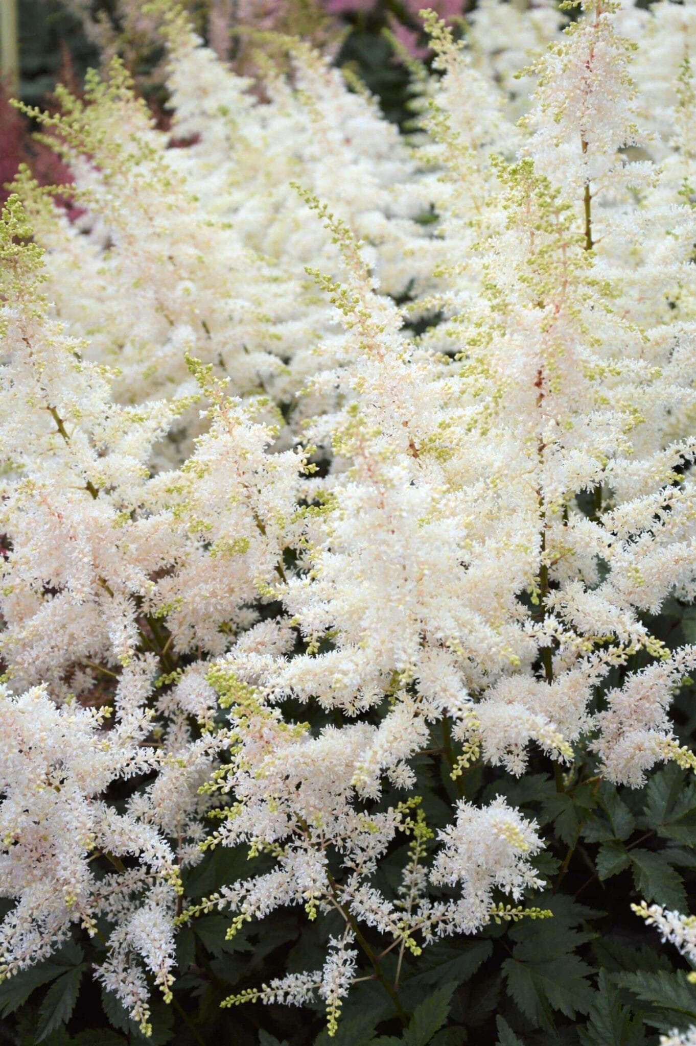 Astilbe Close Harmony