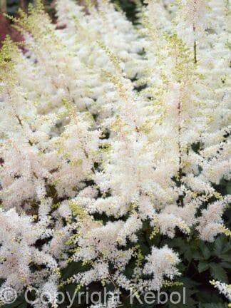 Astilbe Close Harmony - bag