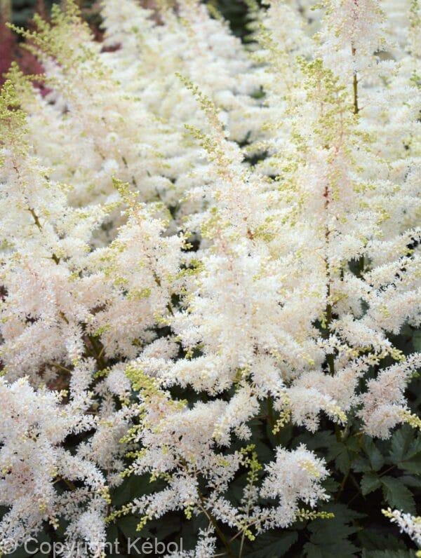 Astilbe Close Harmony