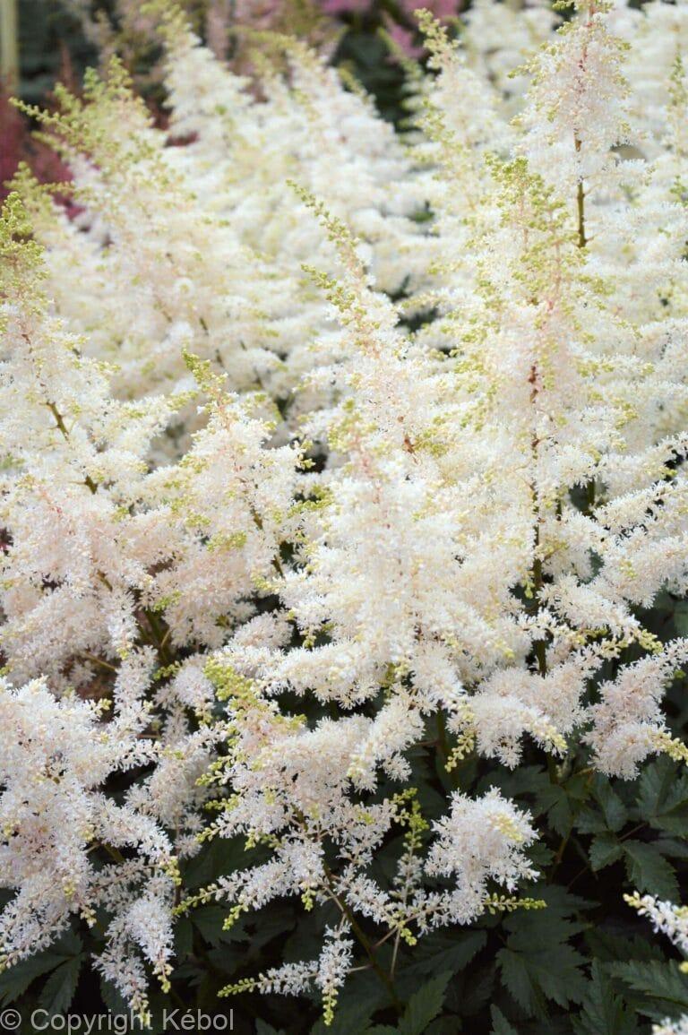 Astilbe Close Harmony
