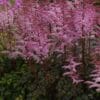 Astilbe Colour Flash