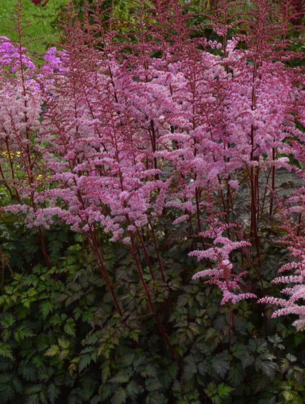 Astilbe Colour Flash