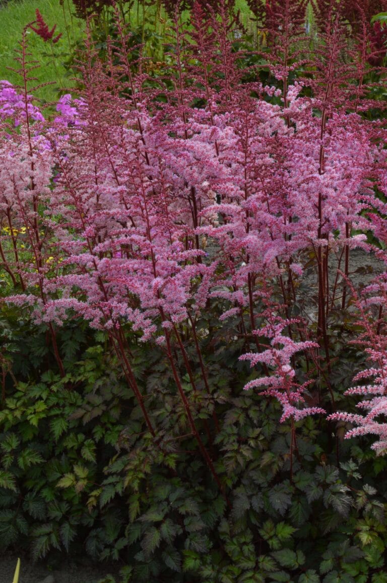 Astilbe Colour Flash