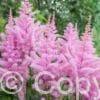 Astilbe Darwin's Dream