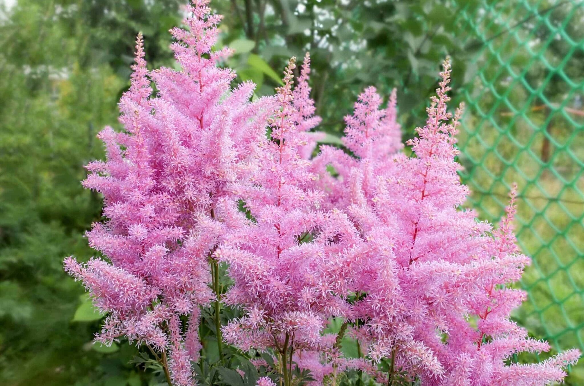 Astilbe Darwin's Dream