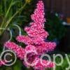 Astilbe Raspberry