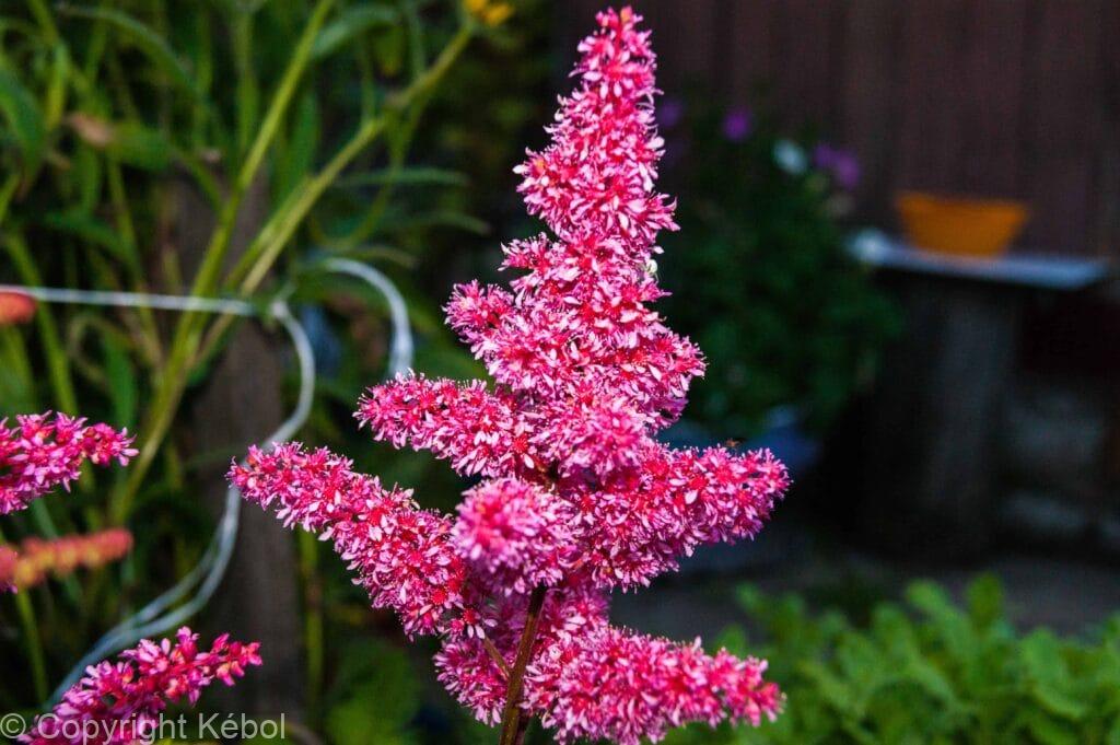 Kebol Shell Astilbe Raspberry - case - Kébol
