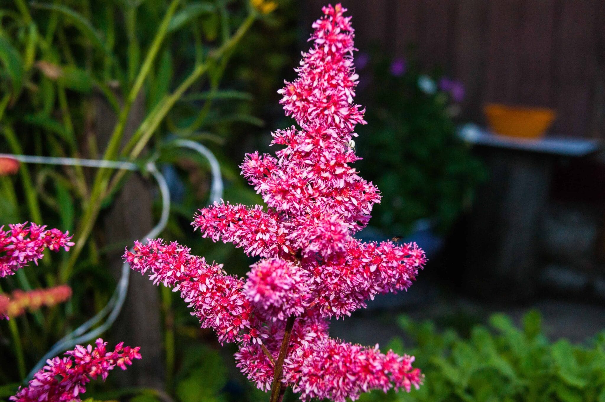 Astilbe Raspberry