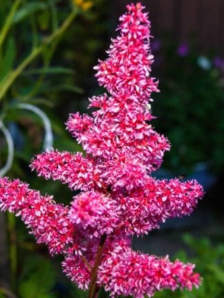 Astilbe Raspberry - bag