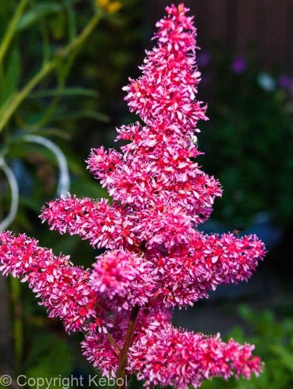 Astilbe Raspberry