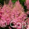 Astilbe Smile at Me