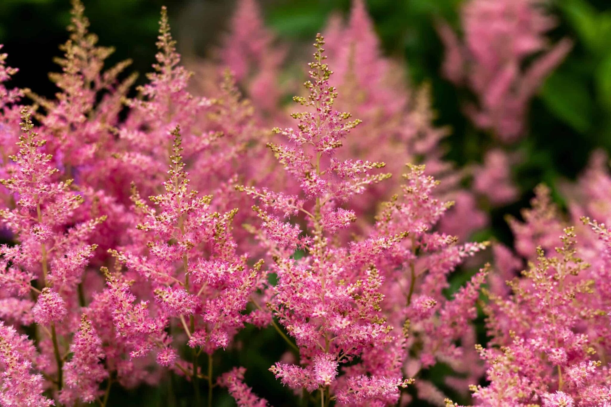 Astilbe Smile at Me