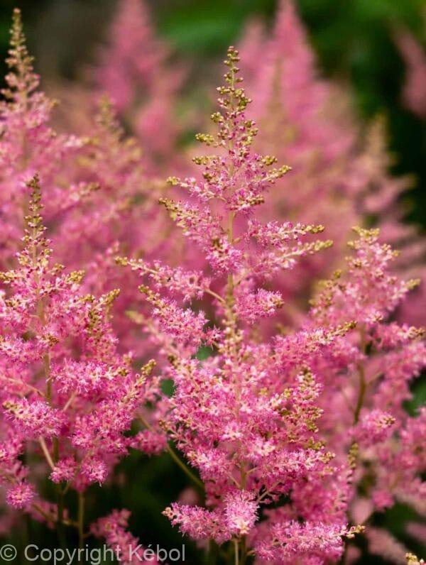 Astilbe Smile at Me