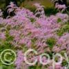 Astilbe Straussenfeder