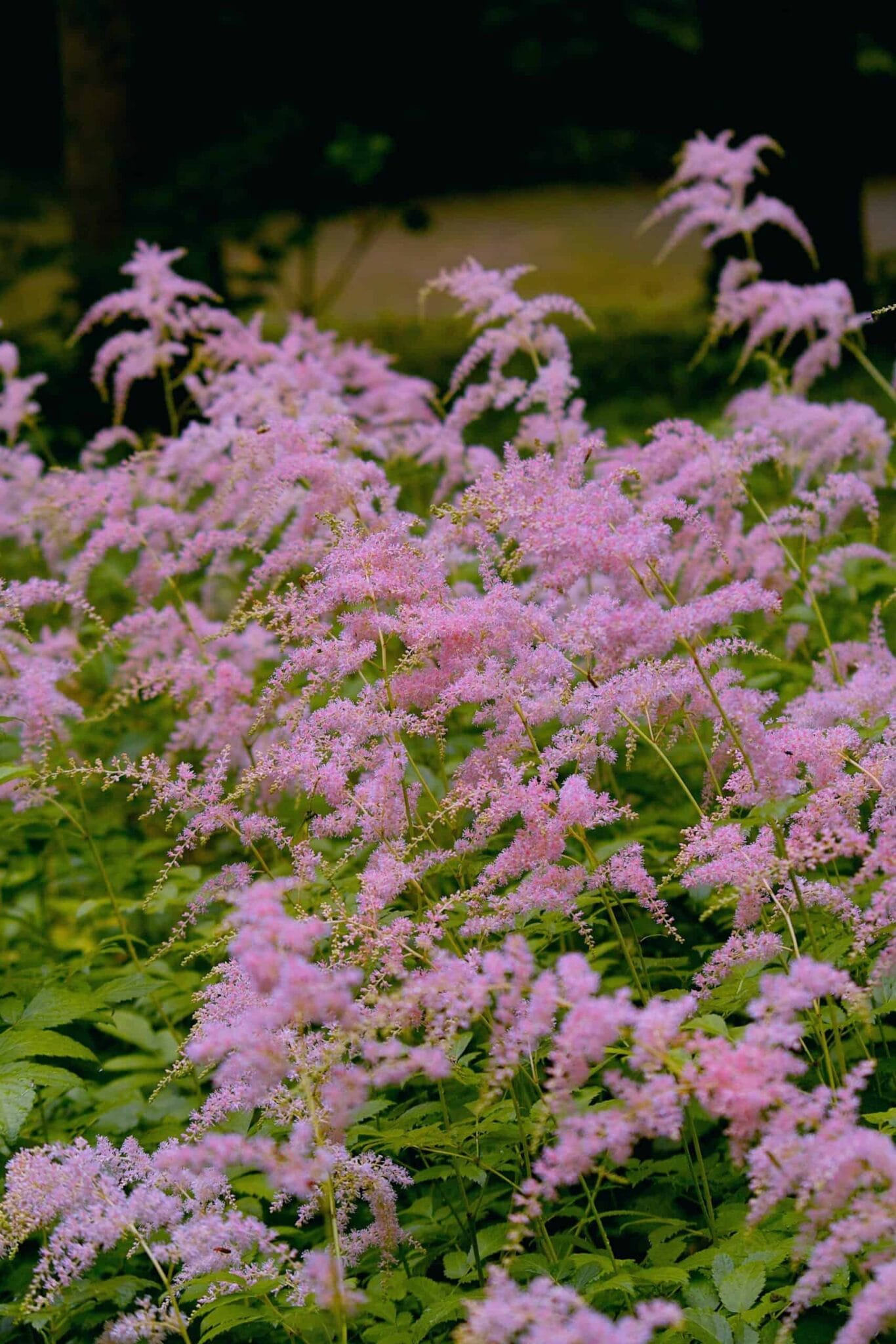 Astilbe Straussenfeder