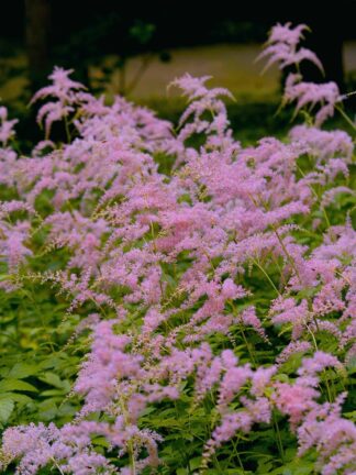 Astilbe Straussenfeder - case