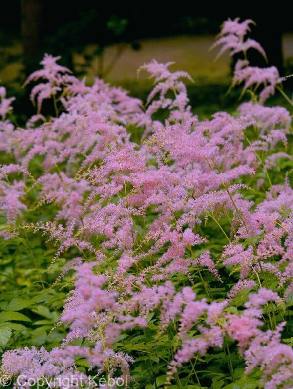 Astilbe Straussenfeder