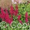 Astilbe Vision Vulcano