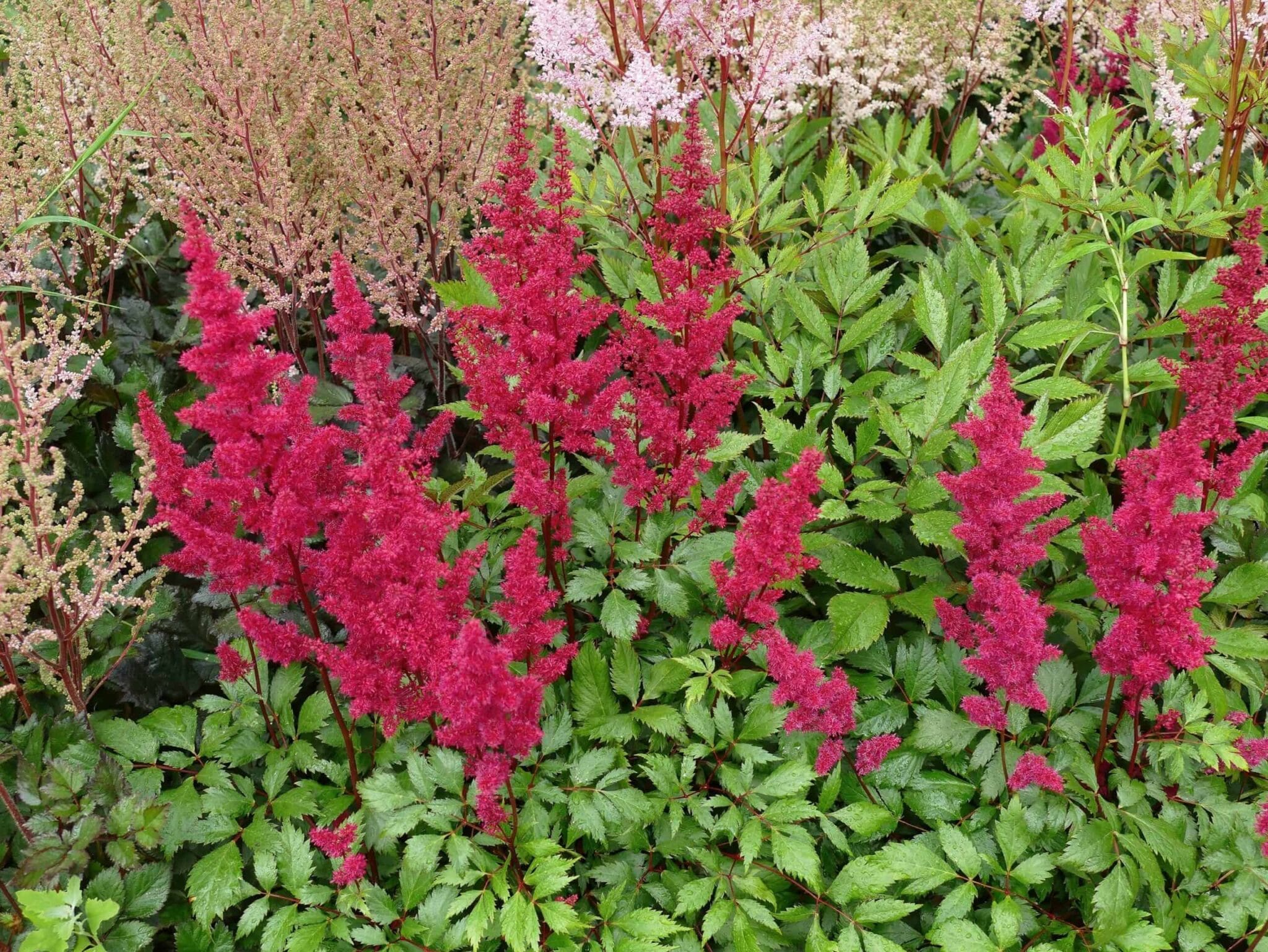 Astilbe Vision Vulcano