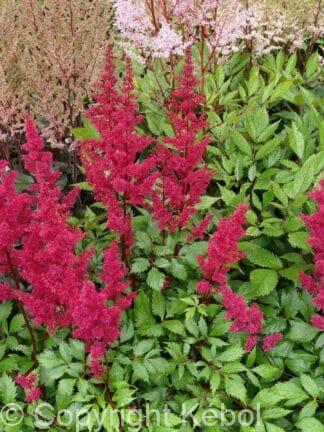 Astilbe Vision Vulcano - case