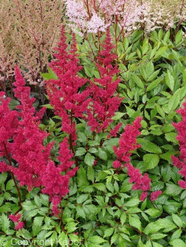Astilbe Vision Vulcano