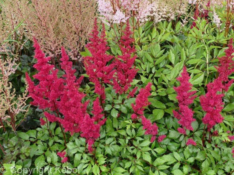 Astilbe Vision Vulcano