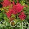 Astilbe Younique Carmine
