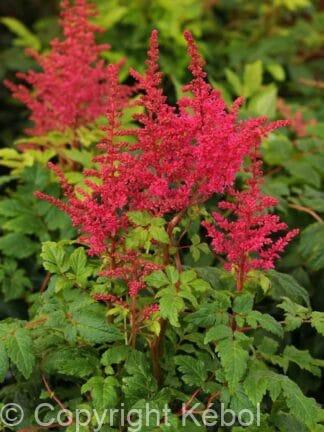 Astilbe Younique Carmine - bag