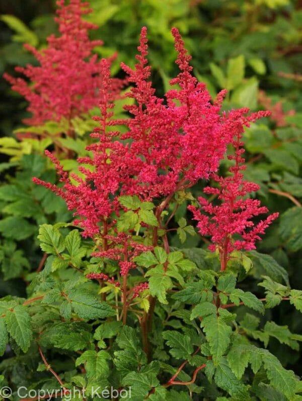 Astilbe Younique Carmine