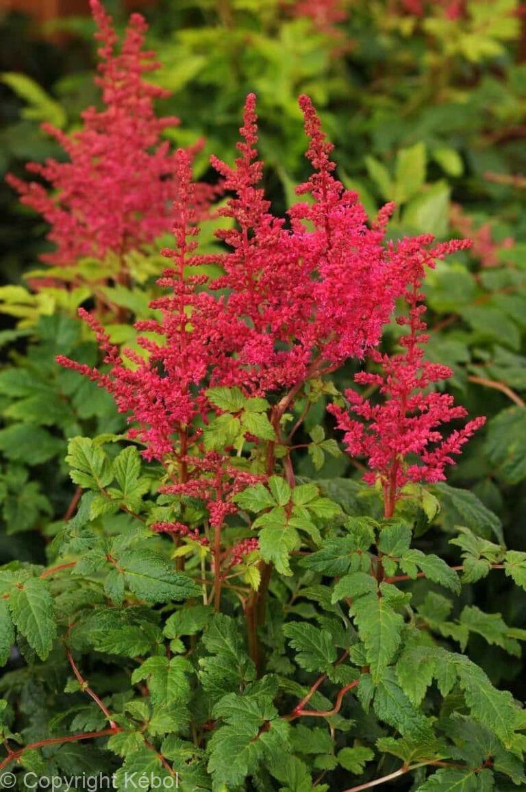 Astilbe Younique Carmine