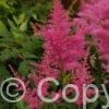 Astilbe Younique Lilac
