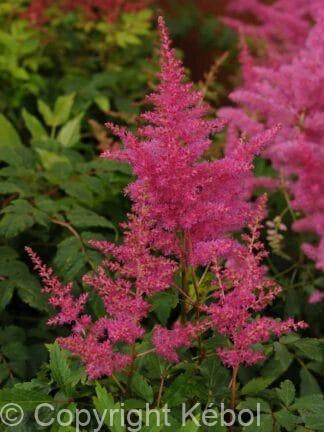 Astilbe Younique Lilac - bag