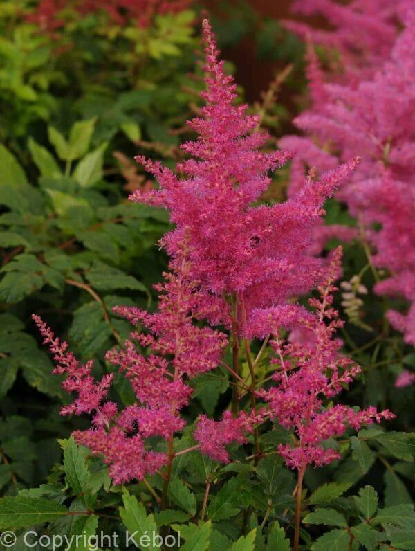 Astilbe Younique Lilac