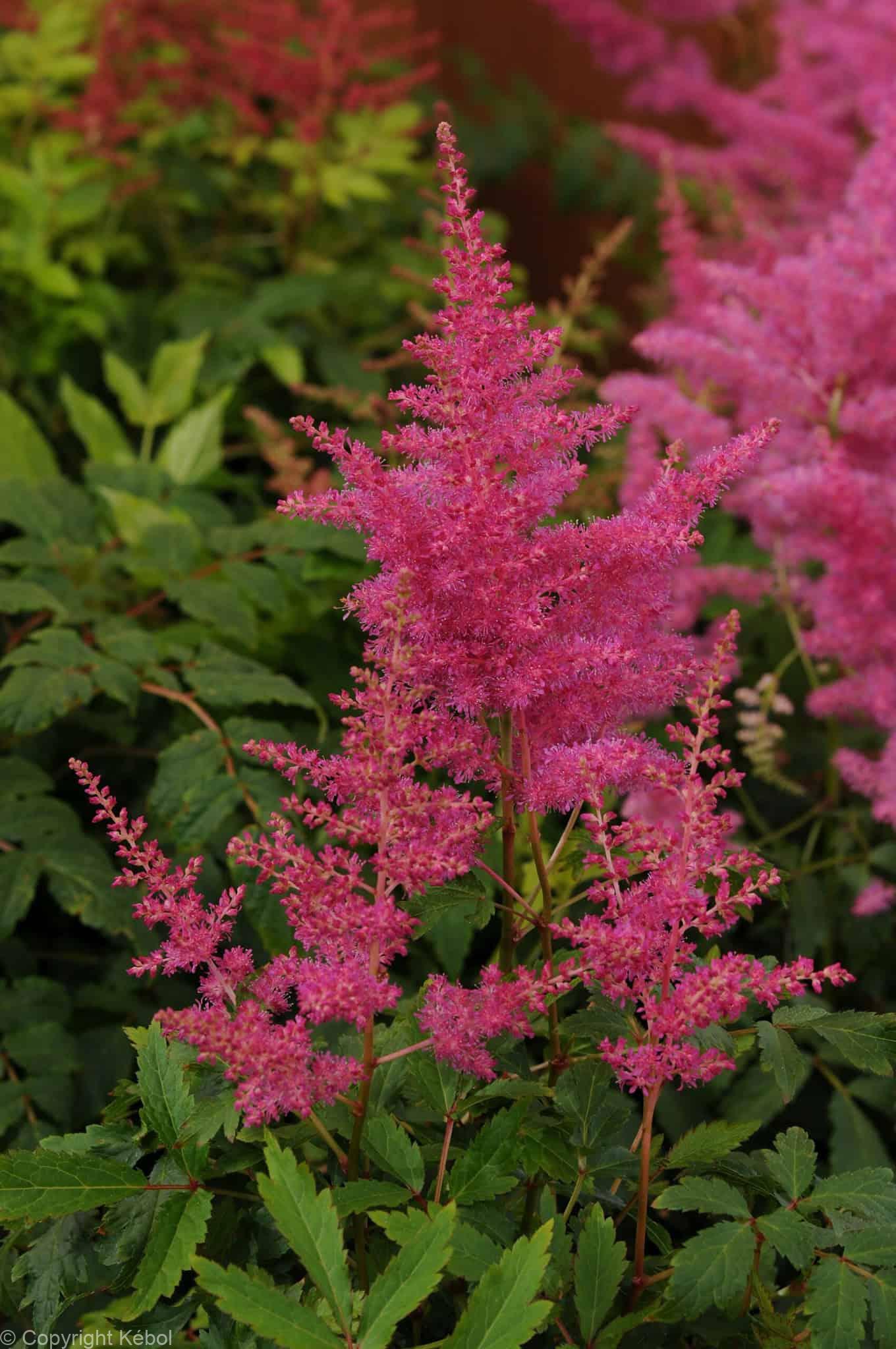 Astilbe Younique Lilac
