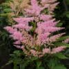 Astilbe Younique Silvery Pink