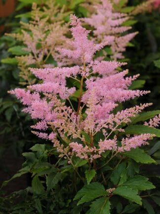 Astilbe Younique Silvery Pink - bag