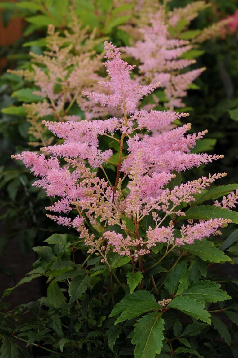 Astilbe Younique Silvery Pink