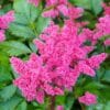 Astilbe Younique Pink