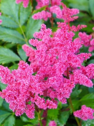 Astilbe Younique Pink - bag