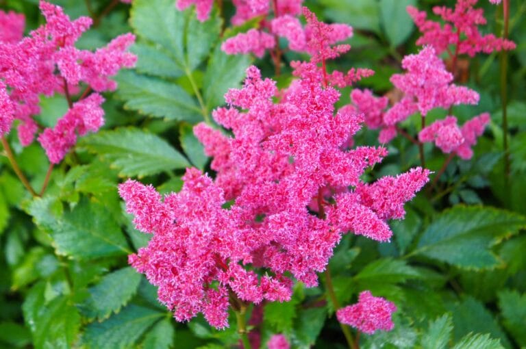 Astilbe Younique Pink