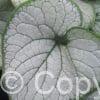 Brunnera Silver Heart