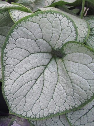 Brunnera Silver Heart - bag