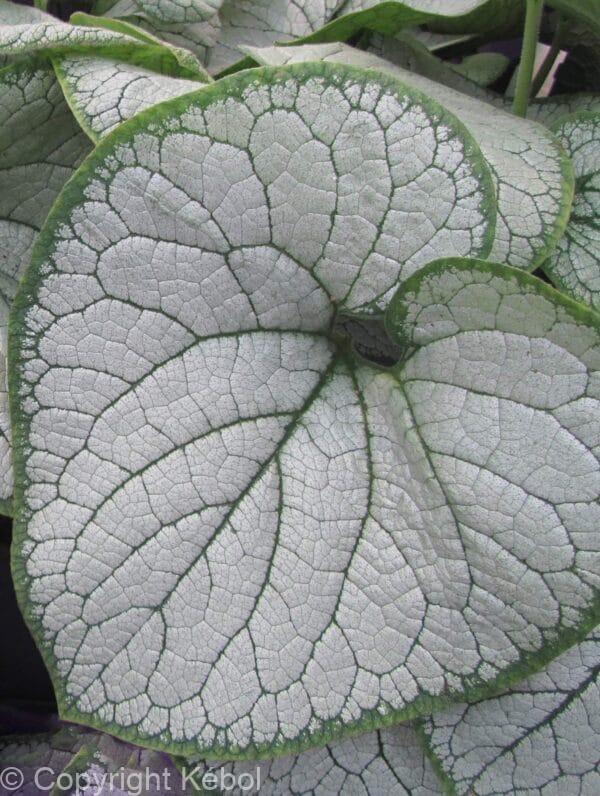 Brunnera Silver Heart